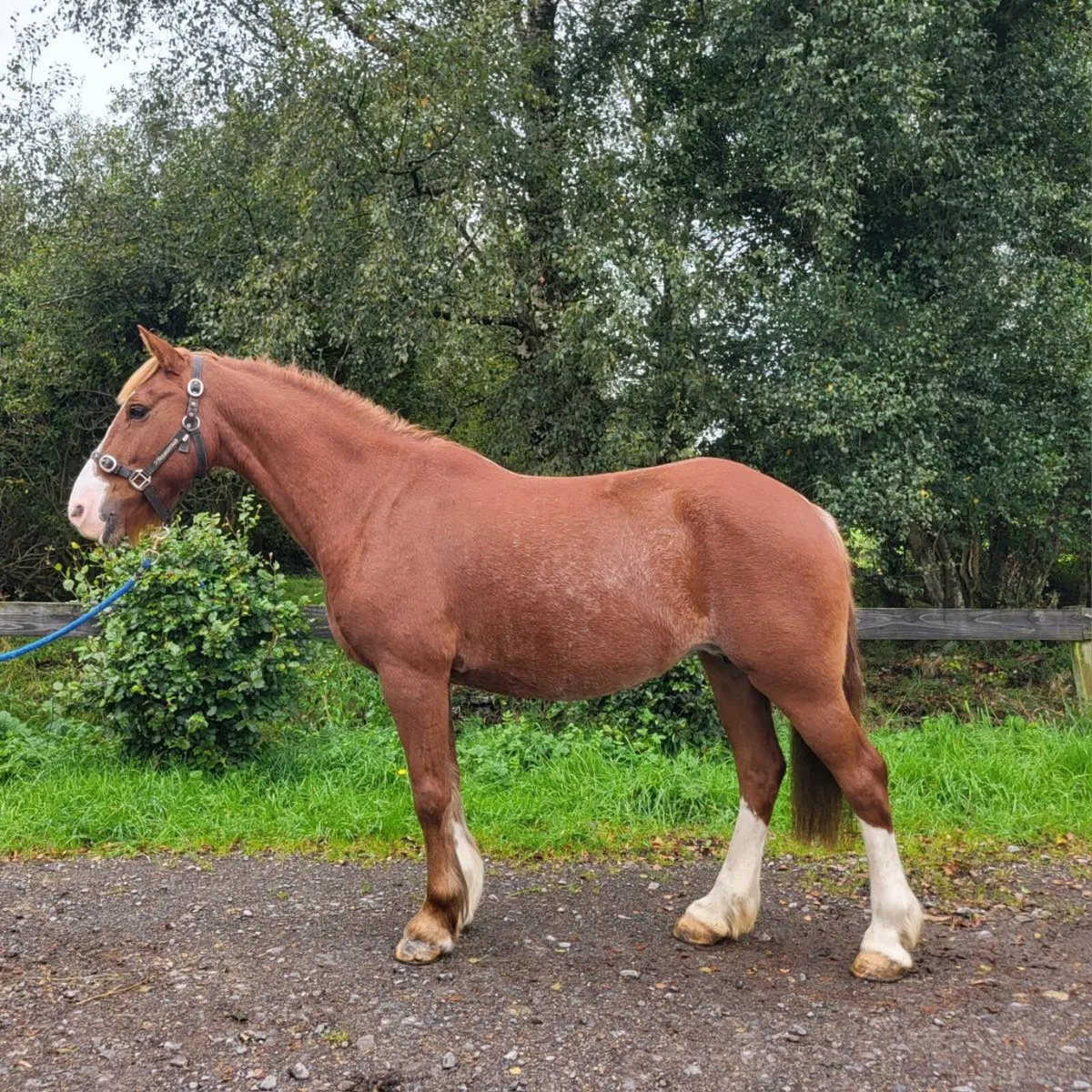 Nice 5yr old 144cm - Image 1