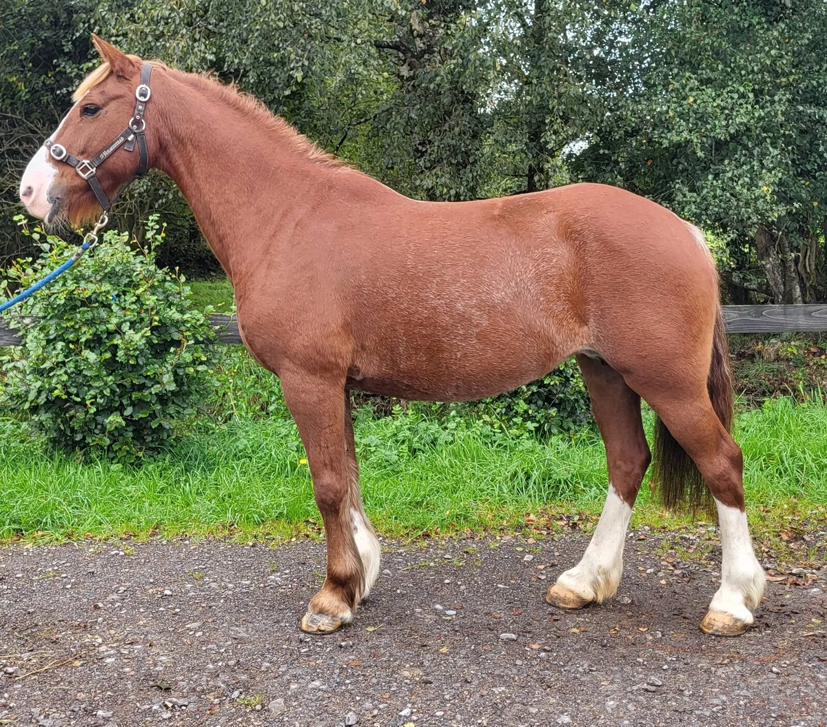 Nice 5yr old 144cm - Image 3