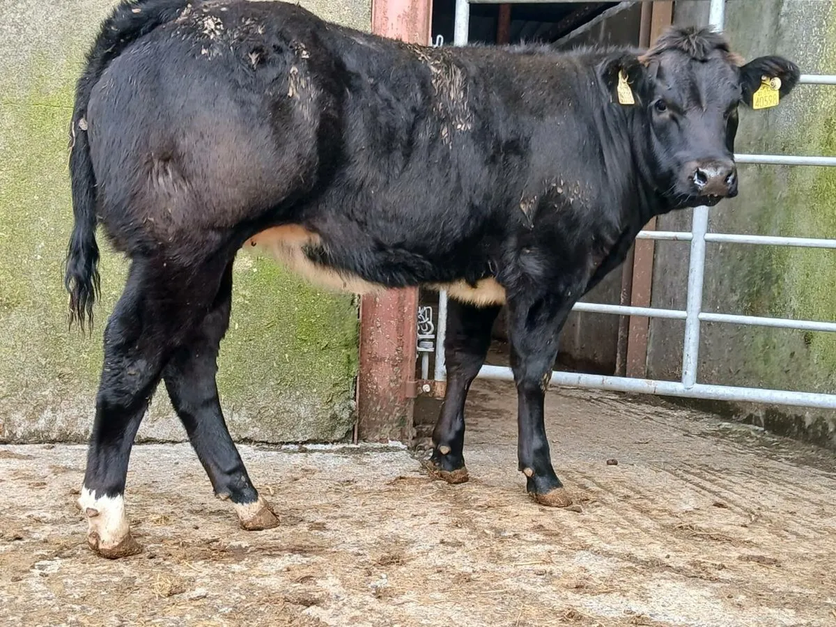 🌟 Super Blue Heifer 🌟 - Image 1