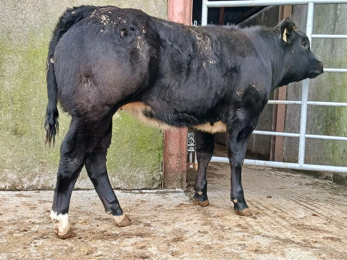 🌟 Super Blue Heifer 🌟 - Image 2