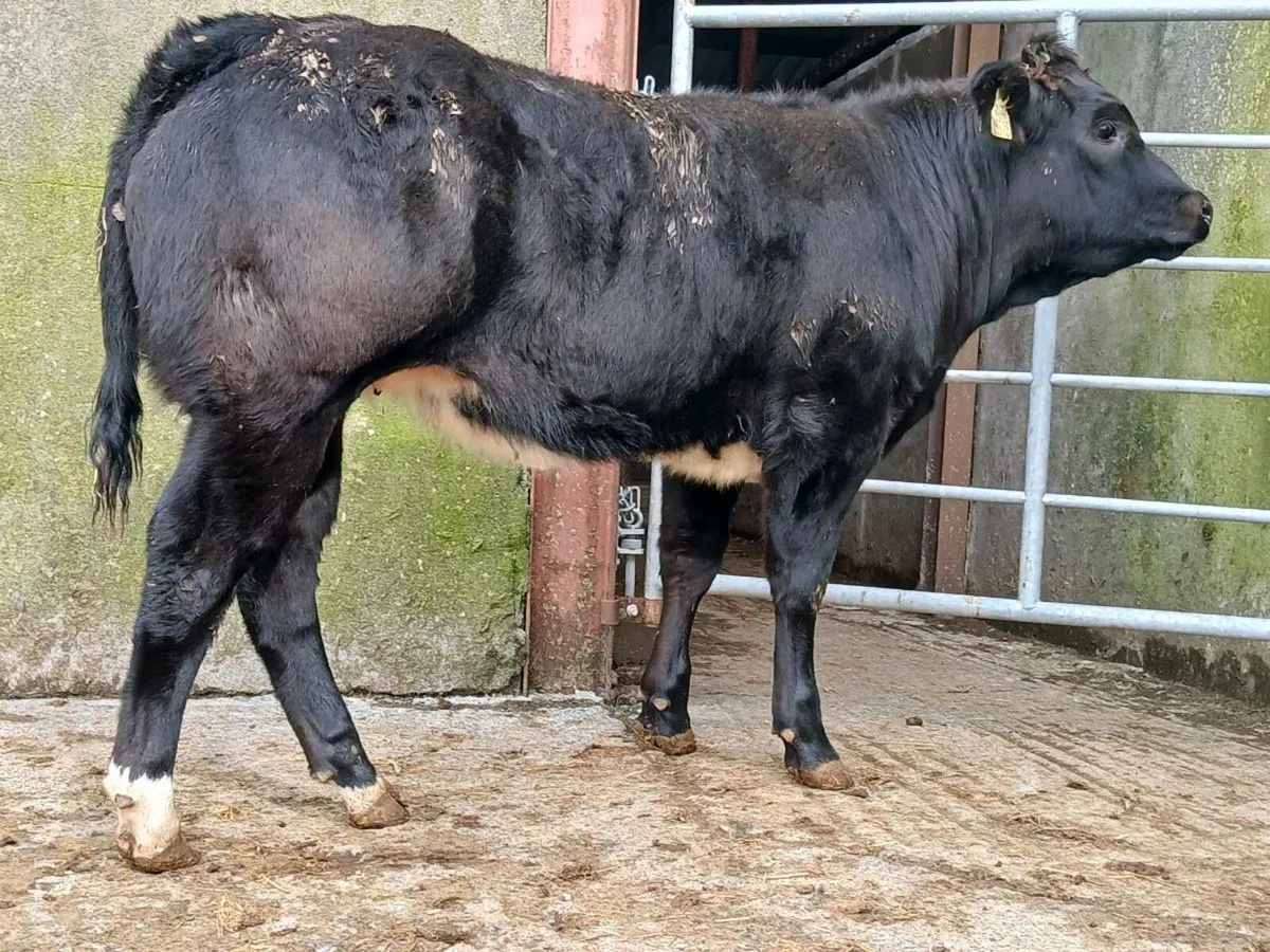 🌟 Super Blue Heifer 🌟 - Image 4