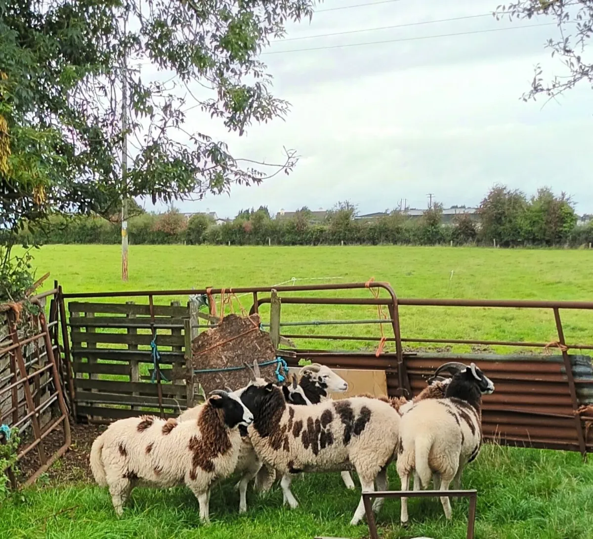 Sheep - Image 3