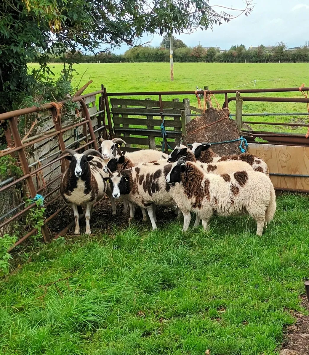 Sheep - Image 4