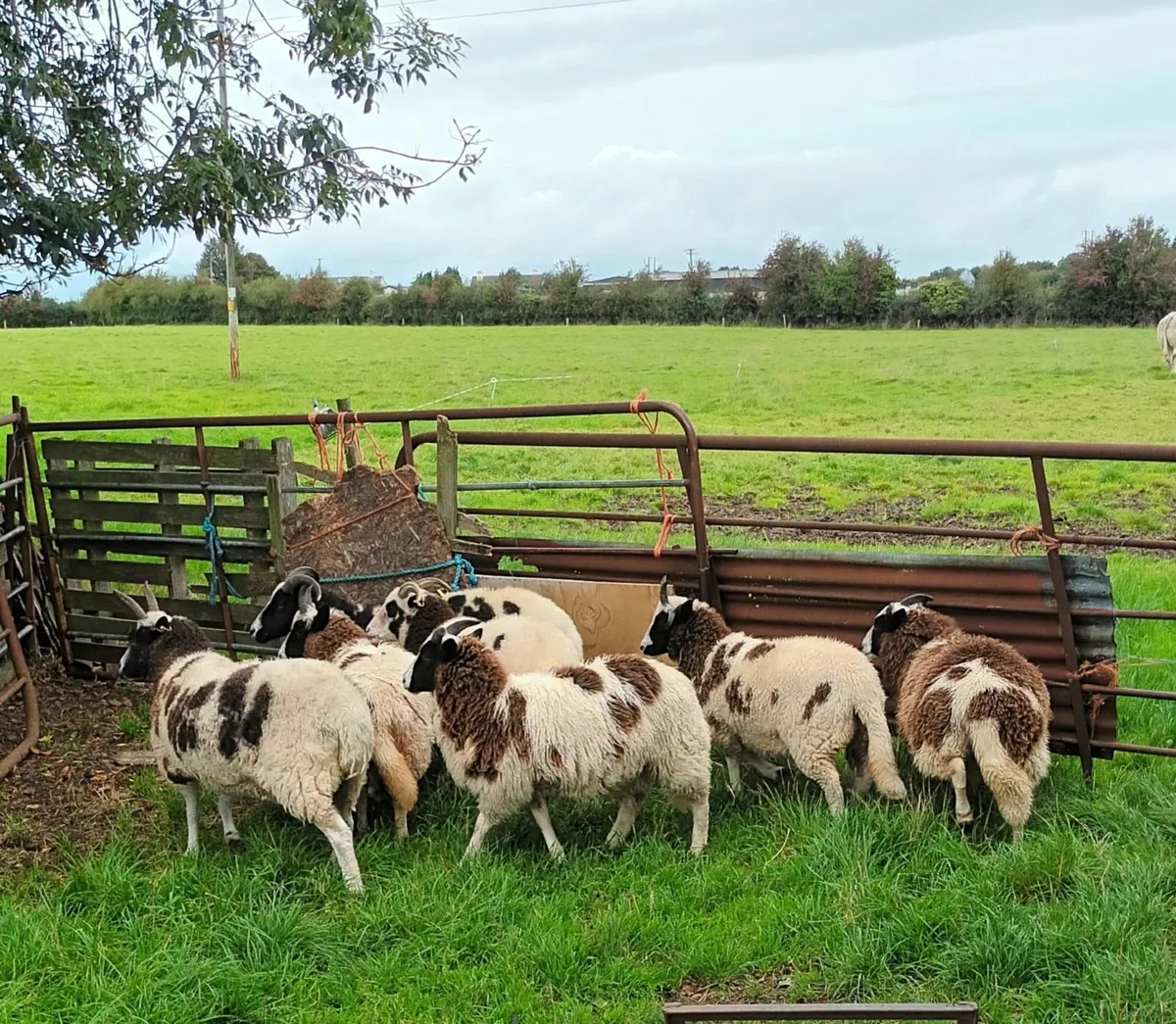 Sheep - Image 1