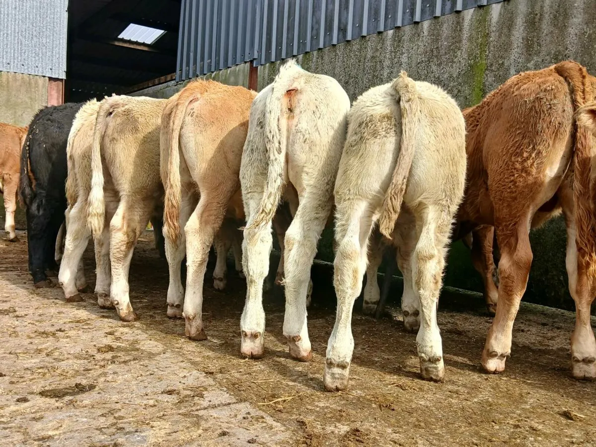20 Super Bull Weanlings - Image 1