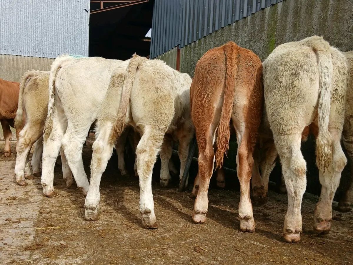 20 Super Bull Weanlings - Image 2