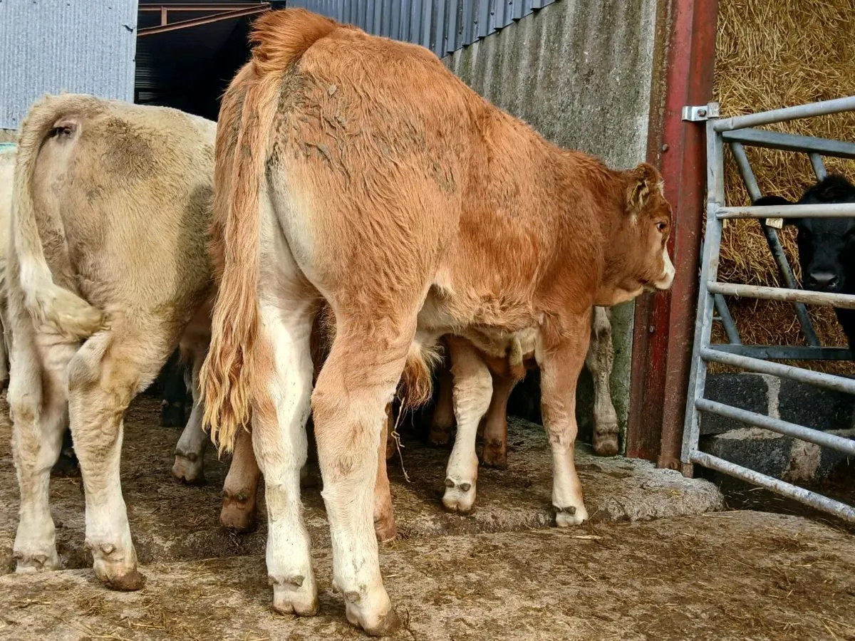 20 Super Bull Weanlings - Image 3