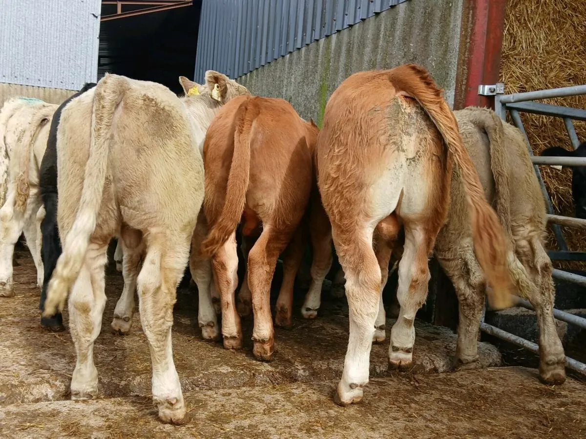 20 Super Bull Weanlings - Image 4