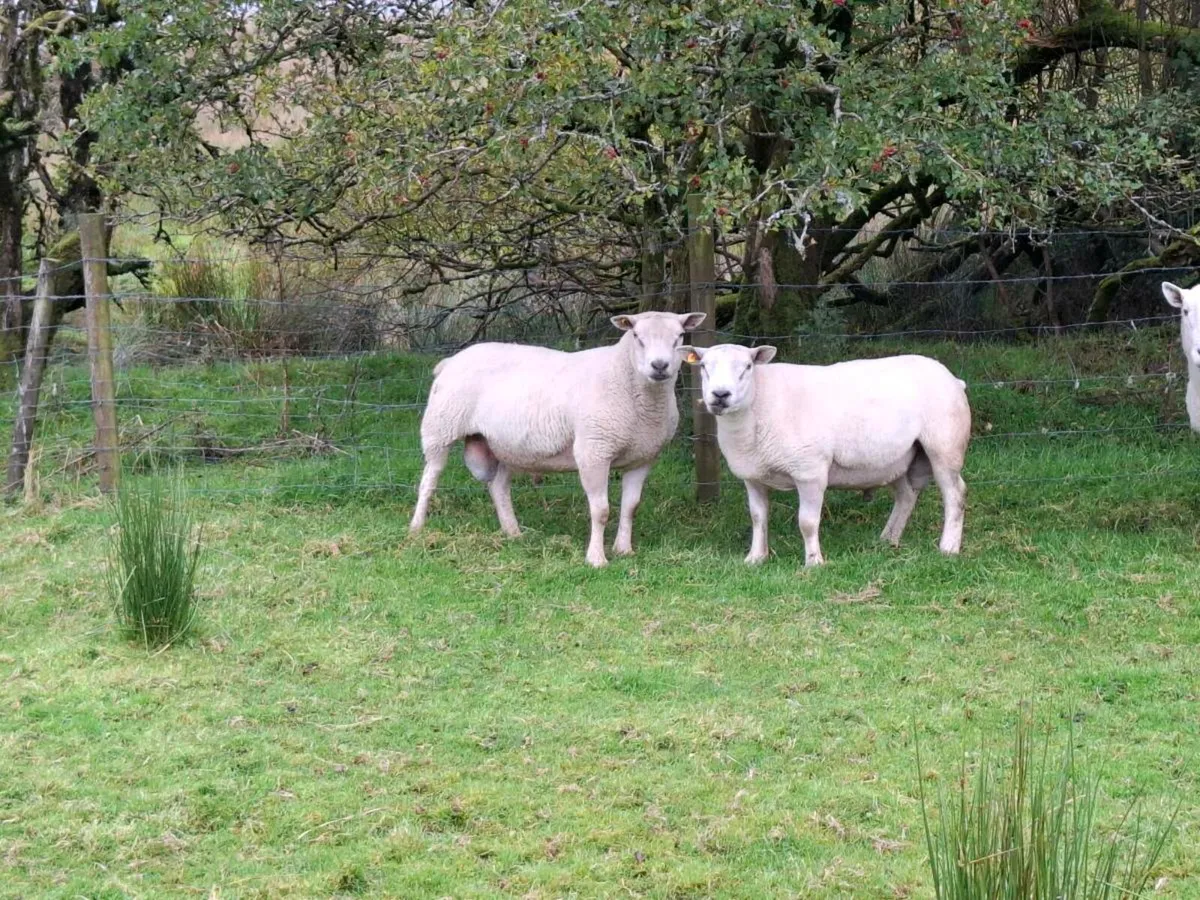 Chartex and cheviot - Image 1