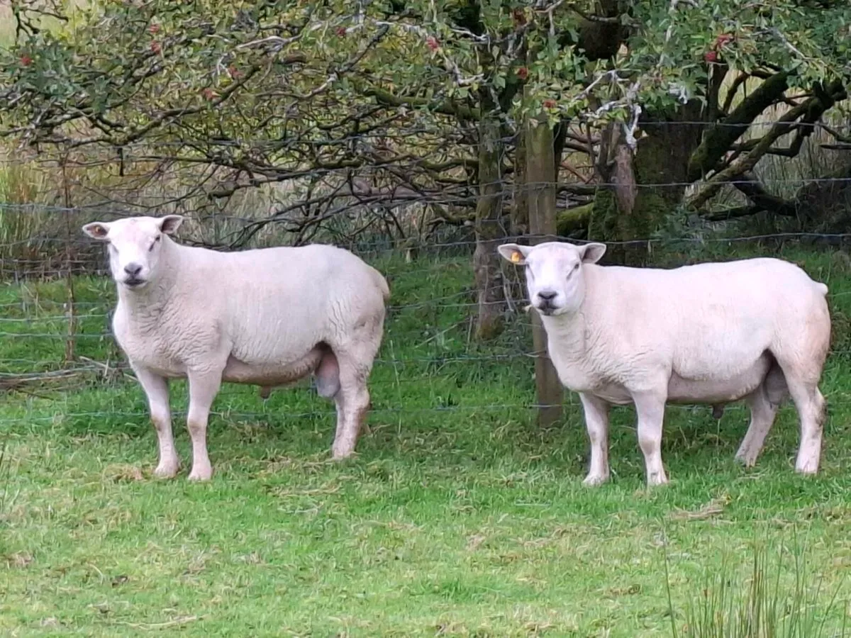 Chartex and cheviot - Image 2