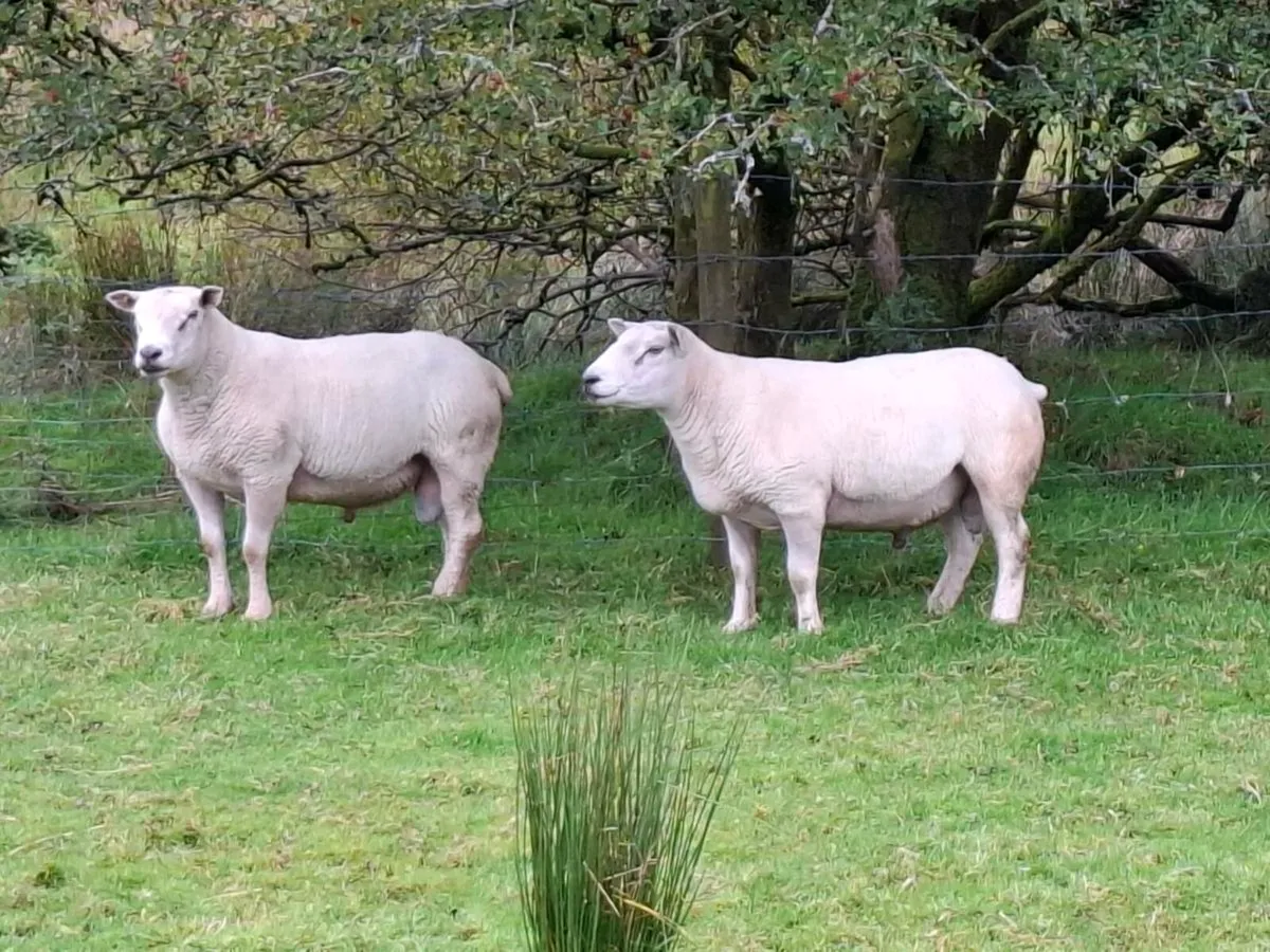 Chartex and cheviot - Image 3