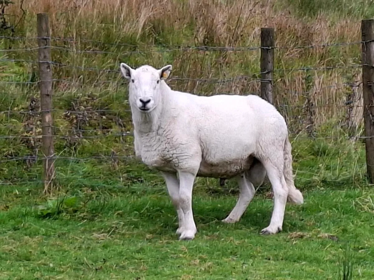Chartex and cheviot - Image 4