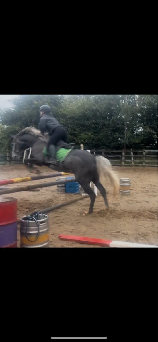horses sport horses - Image 2
