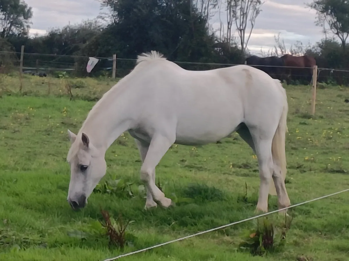 Pony - Image 1