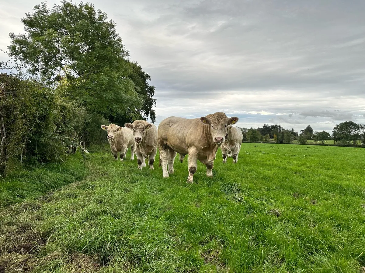 Easy calving Charolais bulls - Image 1