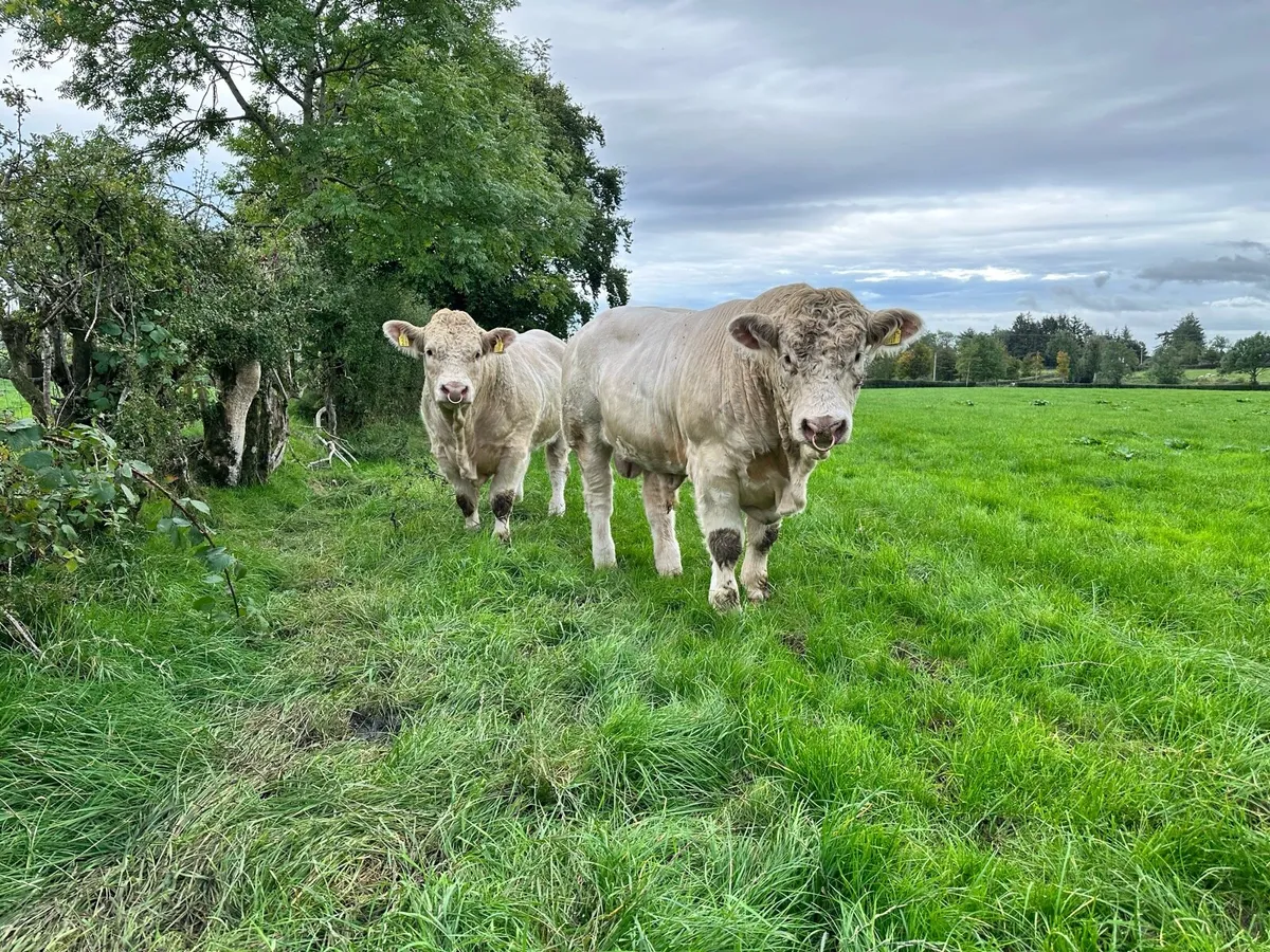 Easy calving Charolais bulls - Image 2