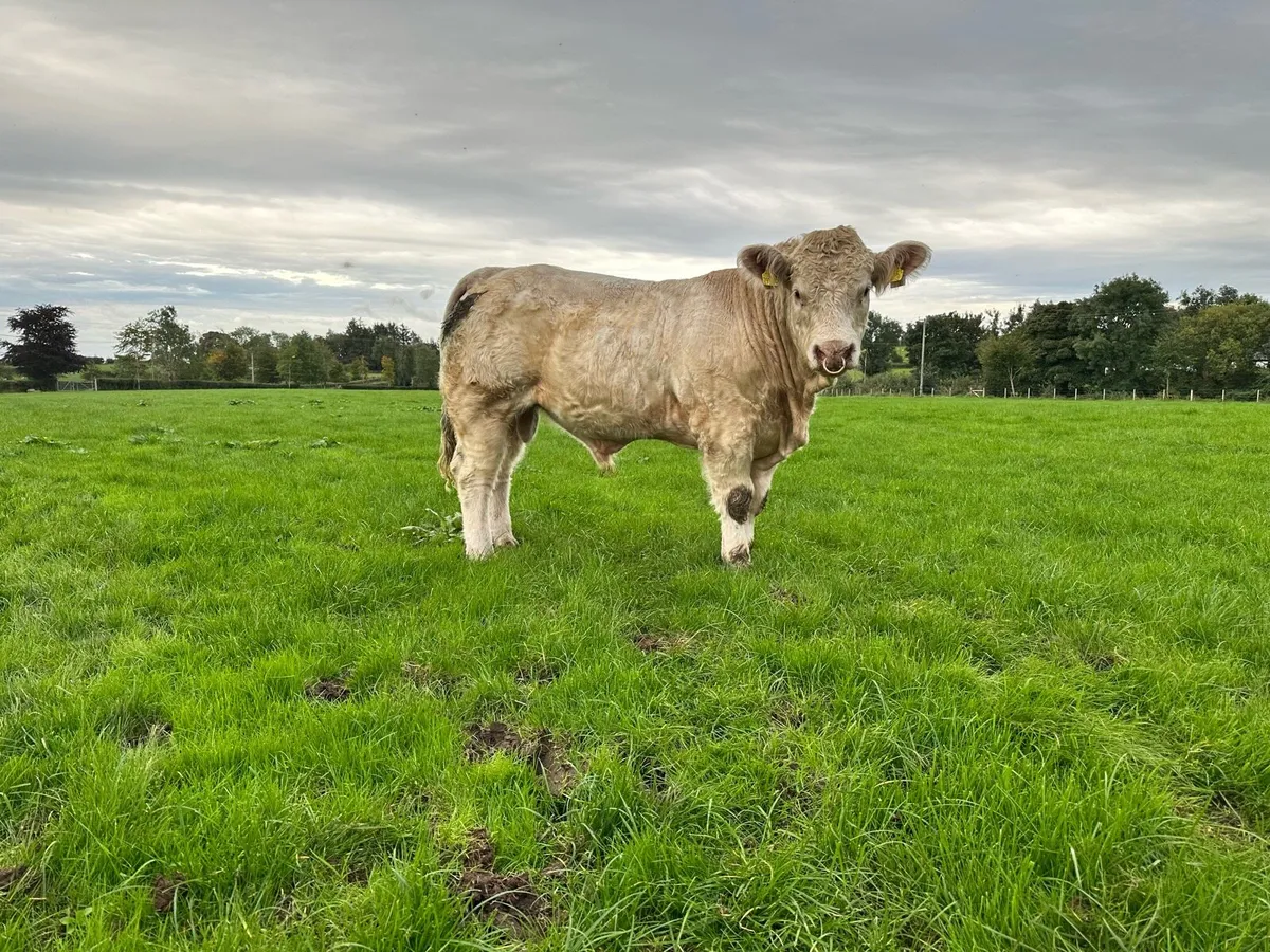 Easy calving Charolais bulls - Image 4