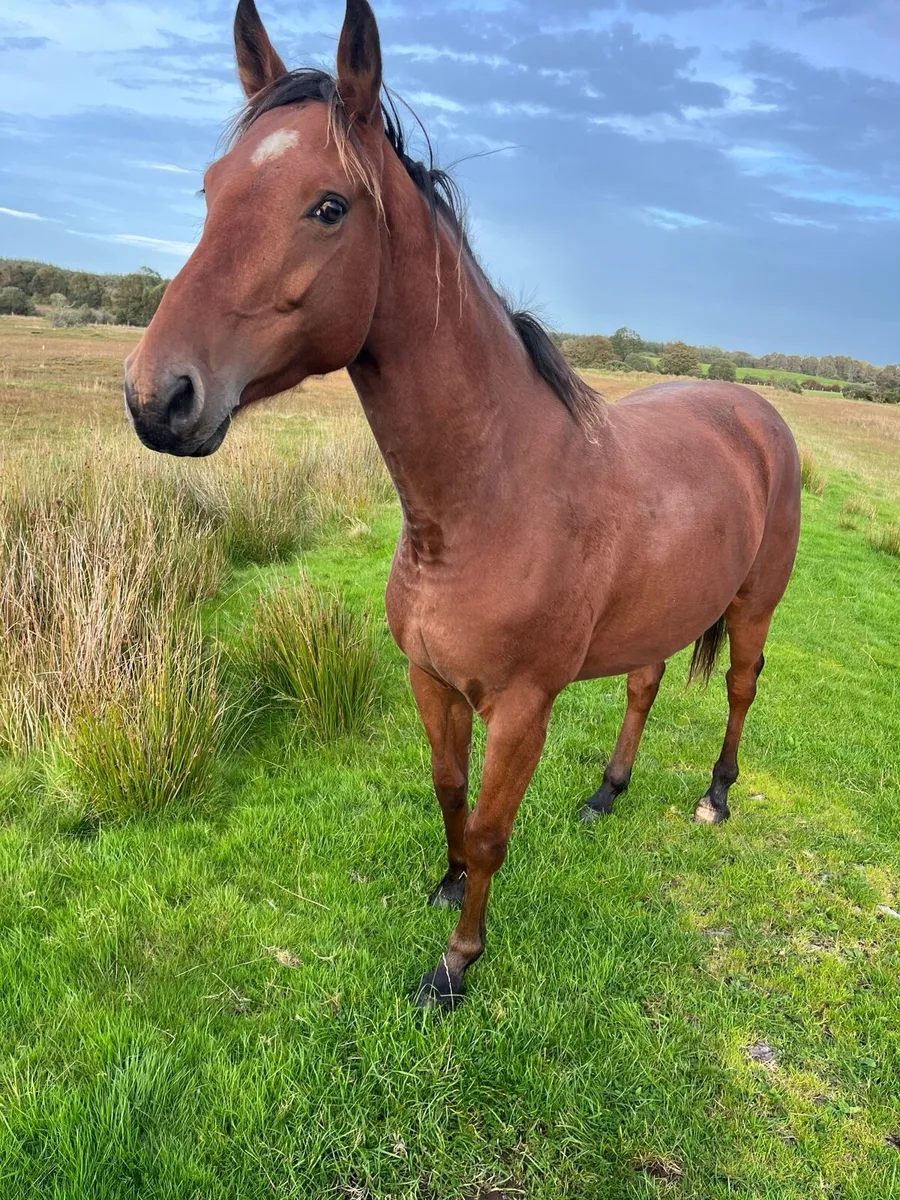 3yo horse - Image 1