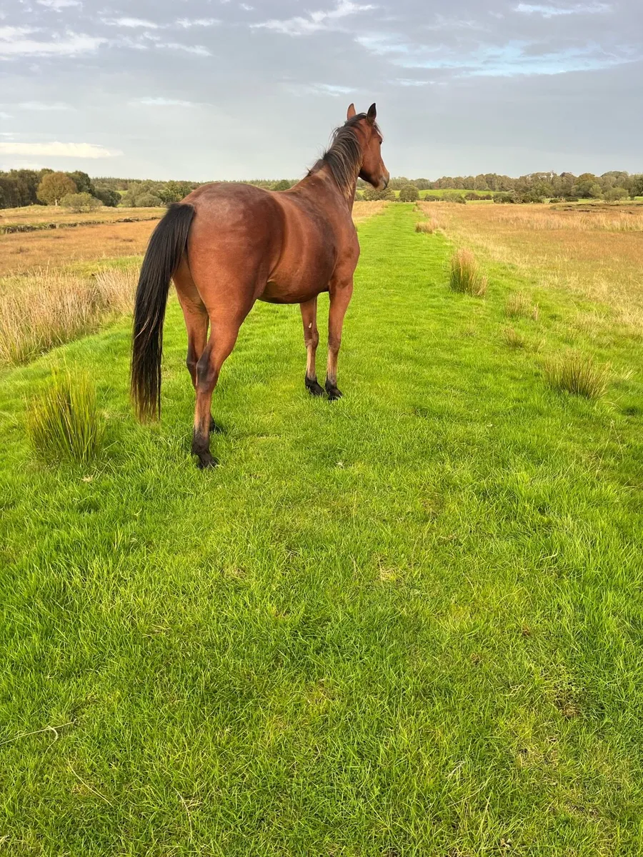 3yo horse - Image 2
