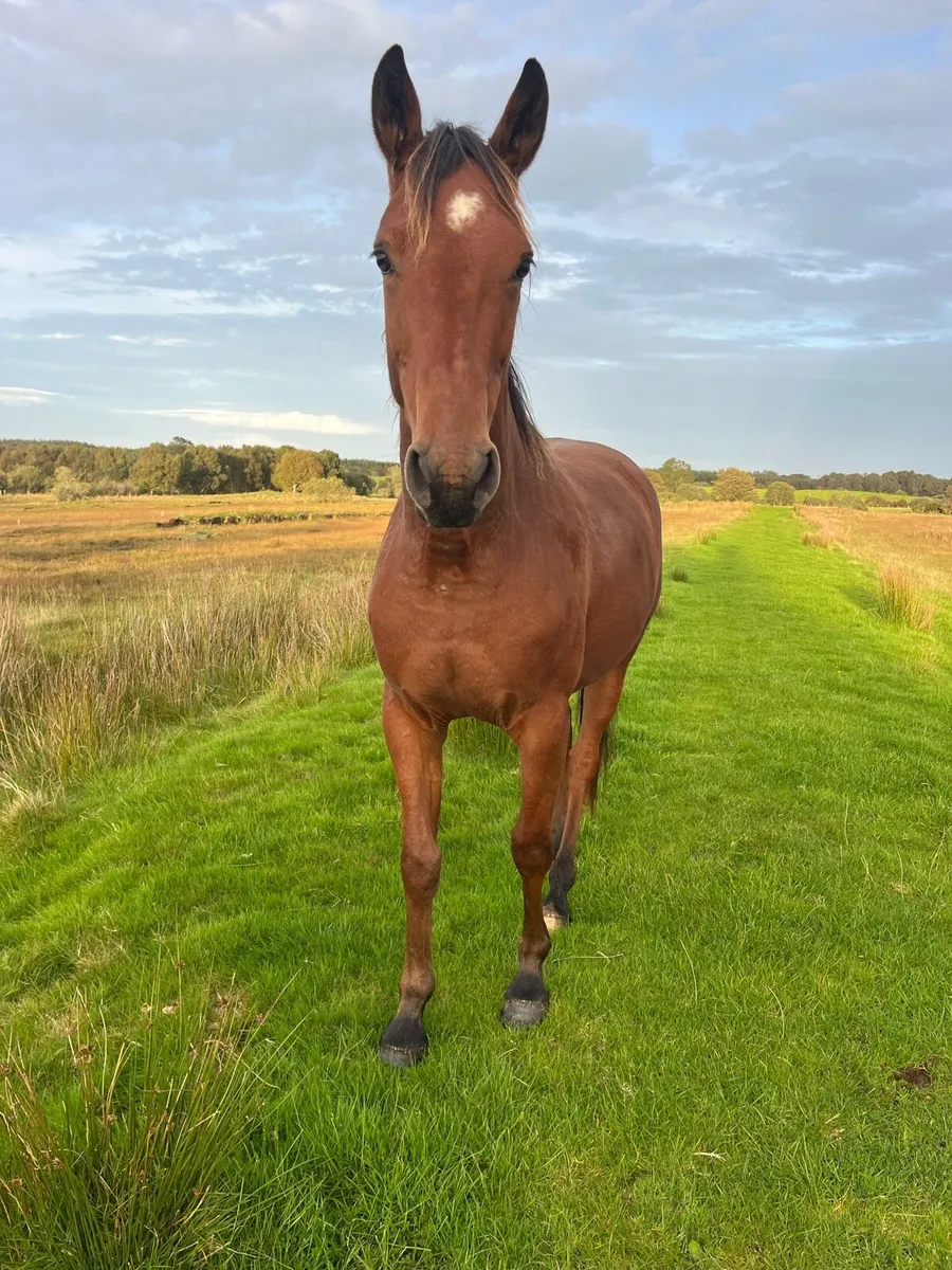 3yo horse - Image 3