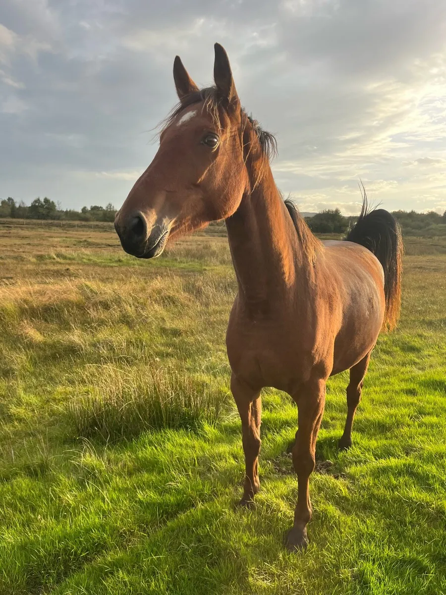 3yo horse - Image 4