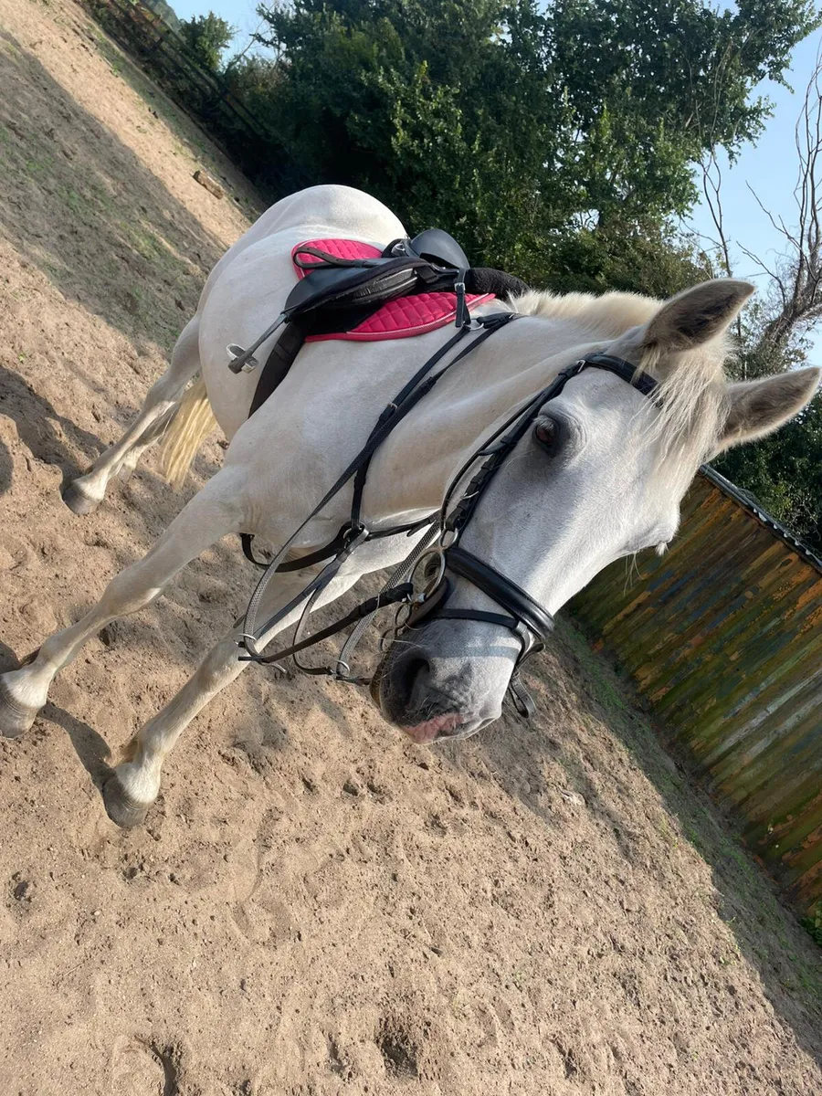 Pony - Image 3