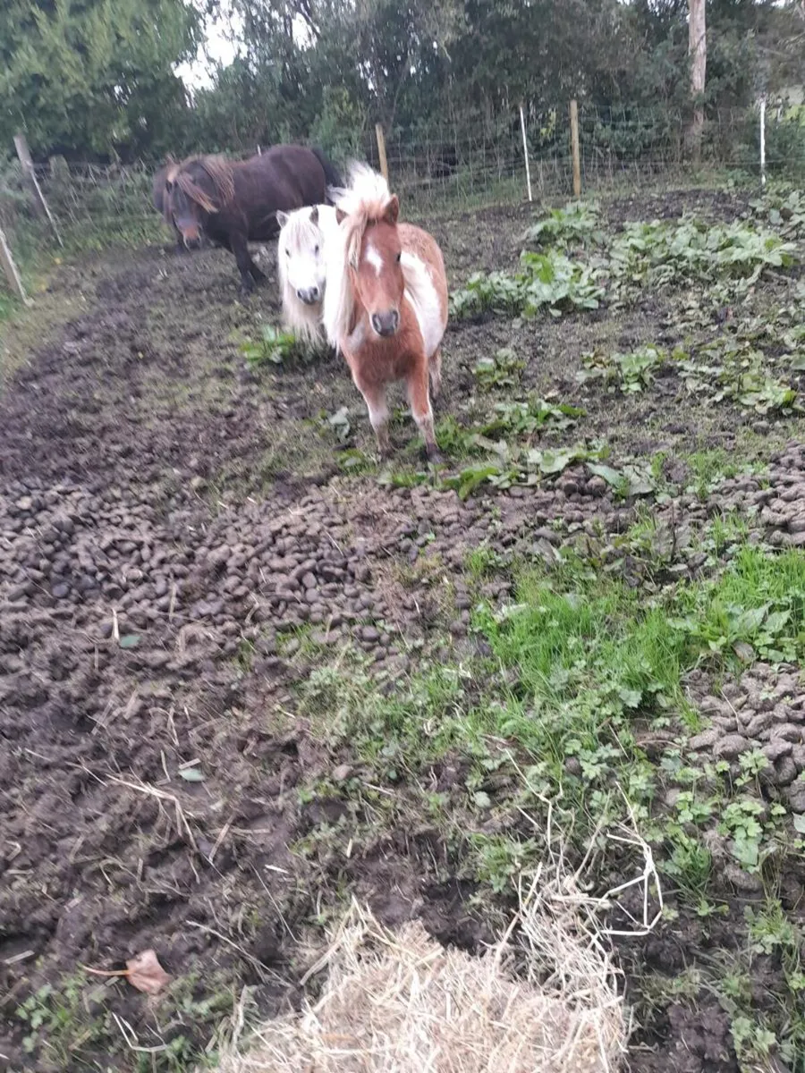 Miniature Mare - Image 2