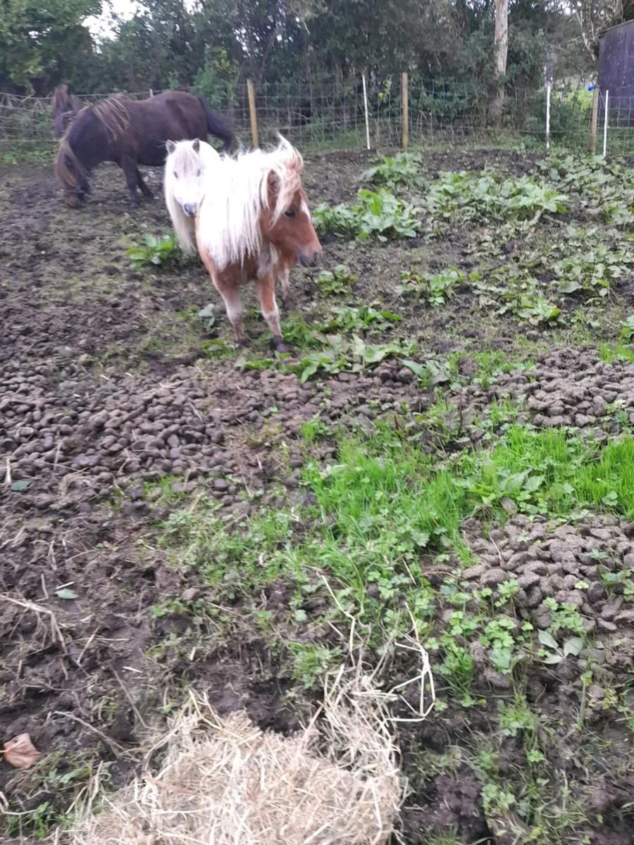 Miniature Mare - Image 3