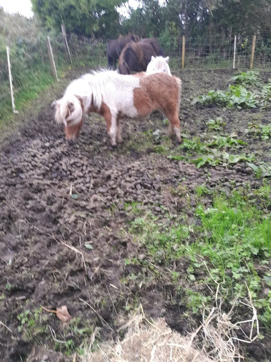 Miniature Mare - Image 4