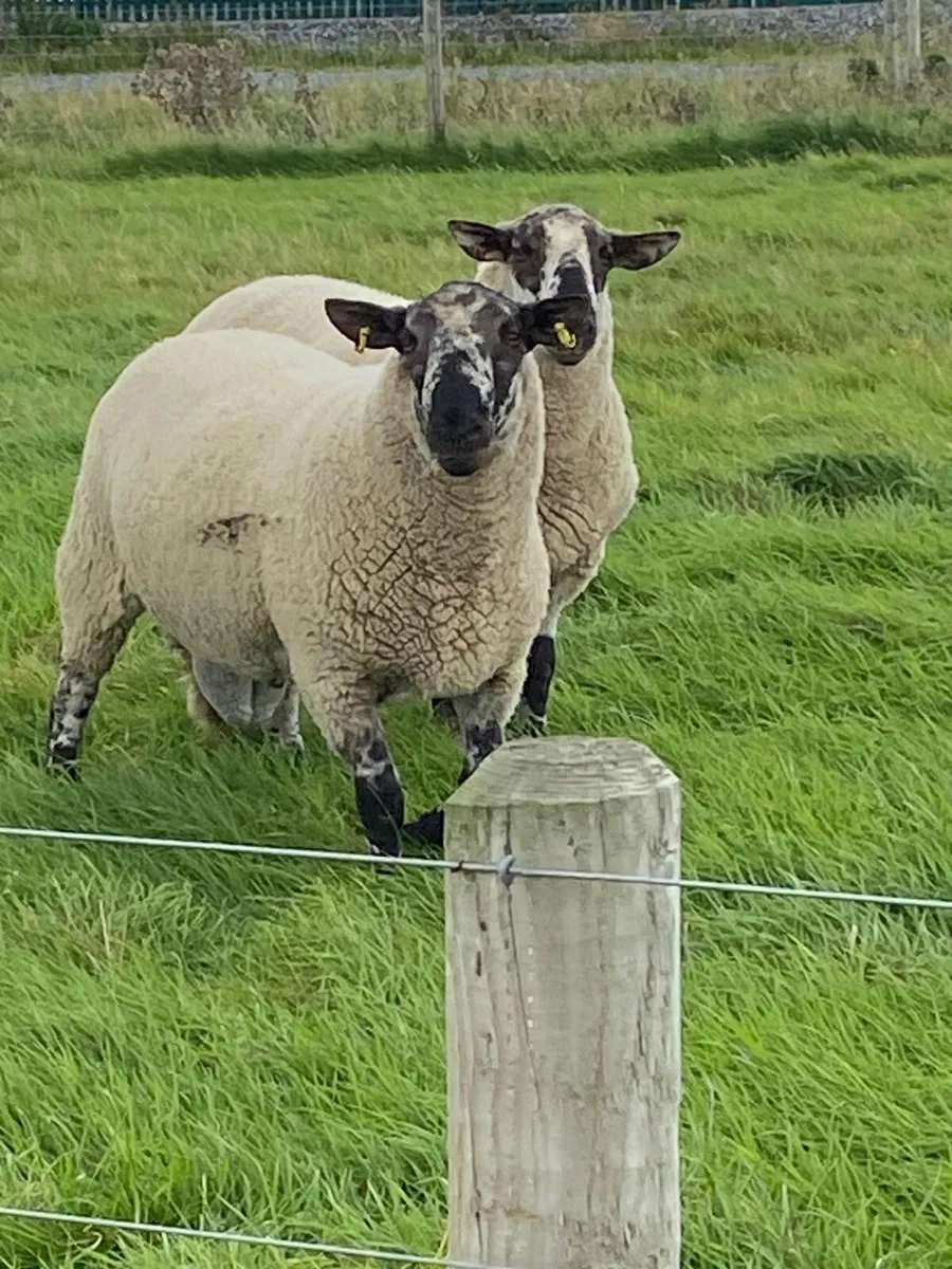 Specked faced hoggets - Image 1