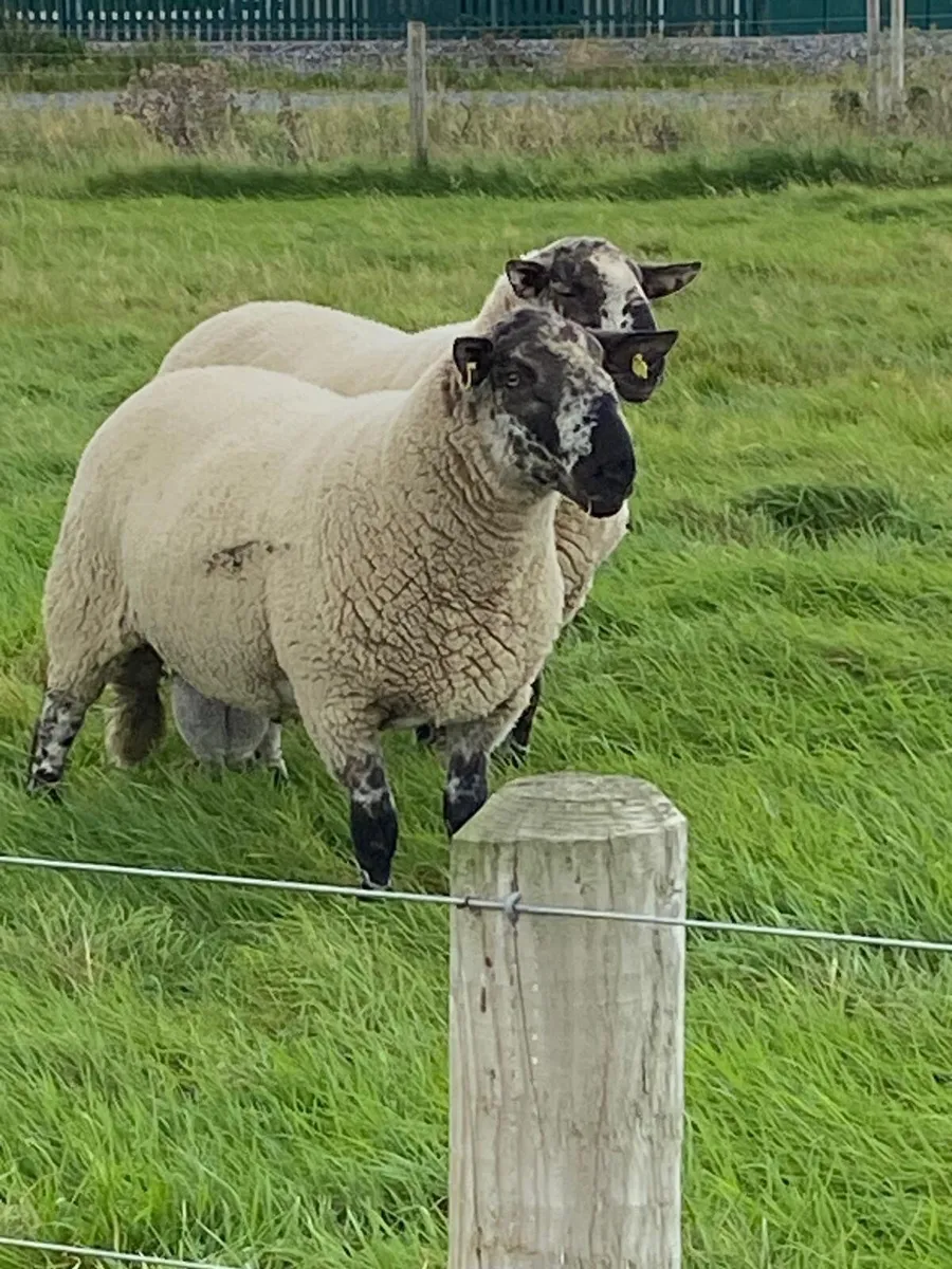 Specked faced hoggets - Image 2