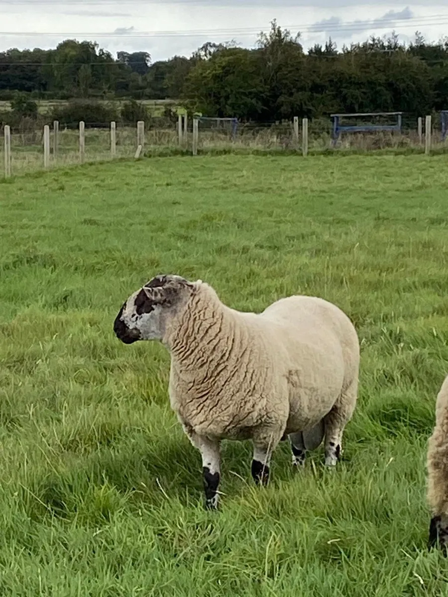 Specked faced hoggets - Image 3