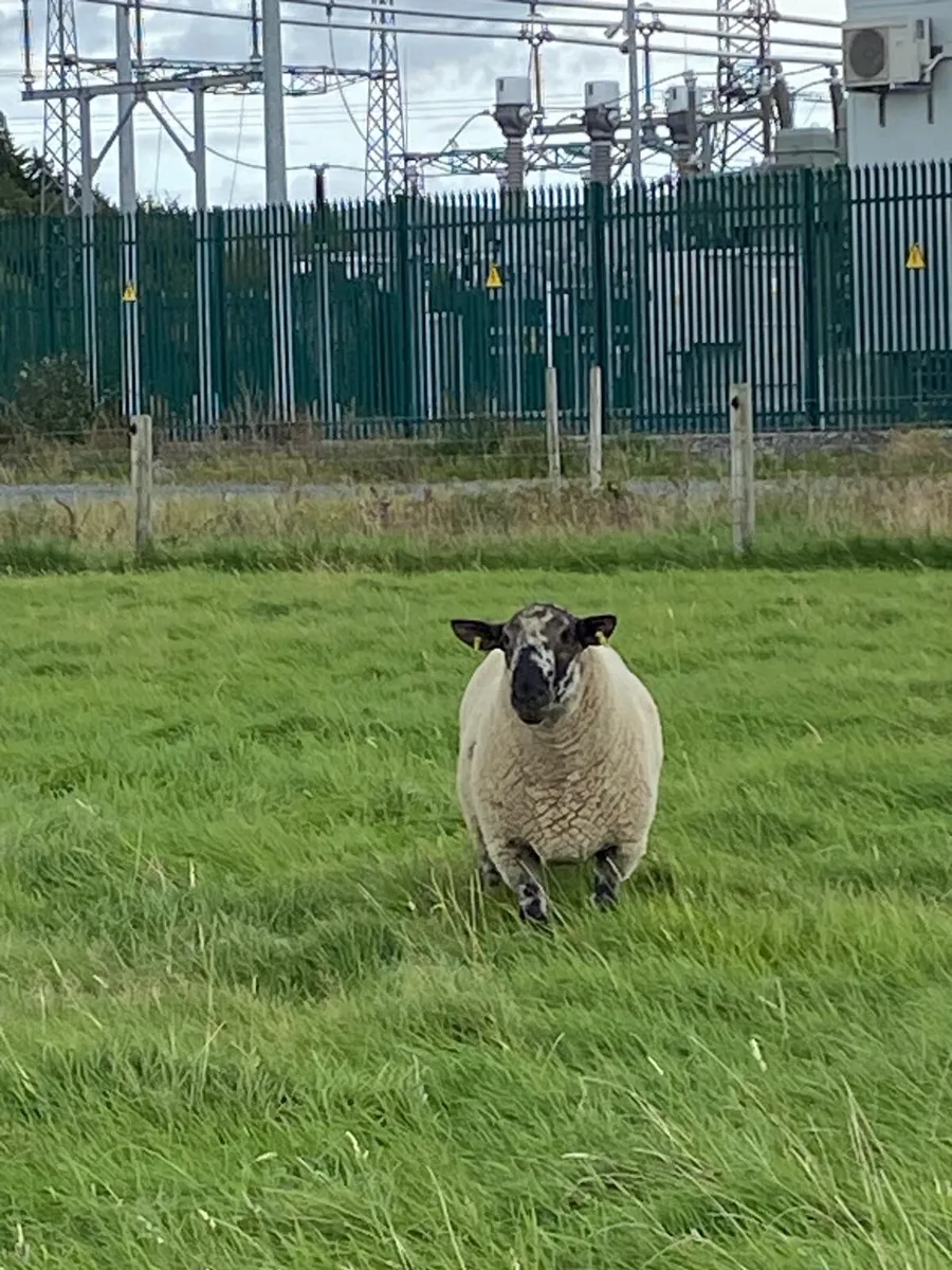Specked faced hoggets - Image 4