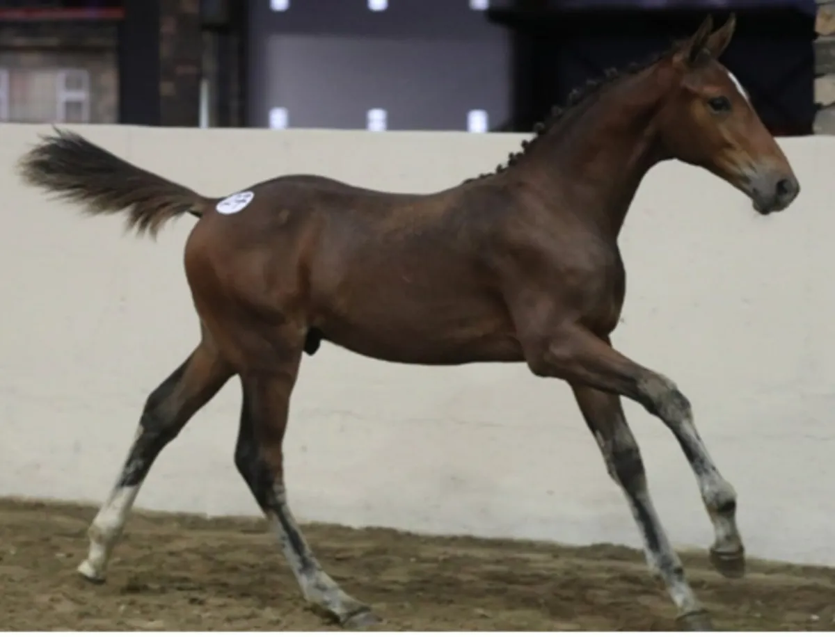 Broodmare infoal for 2026 - Image 2