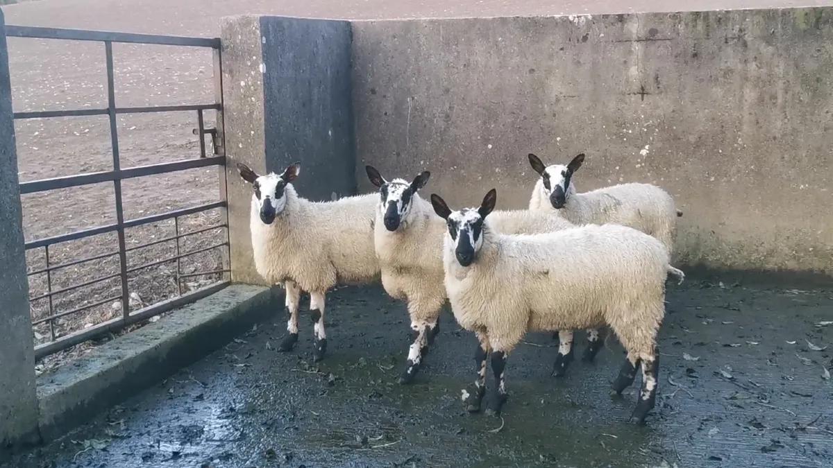 Selection of commercial Ewe lambs - Image 2