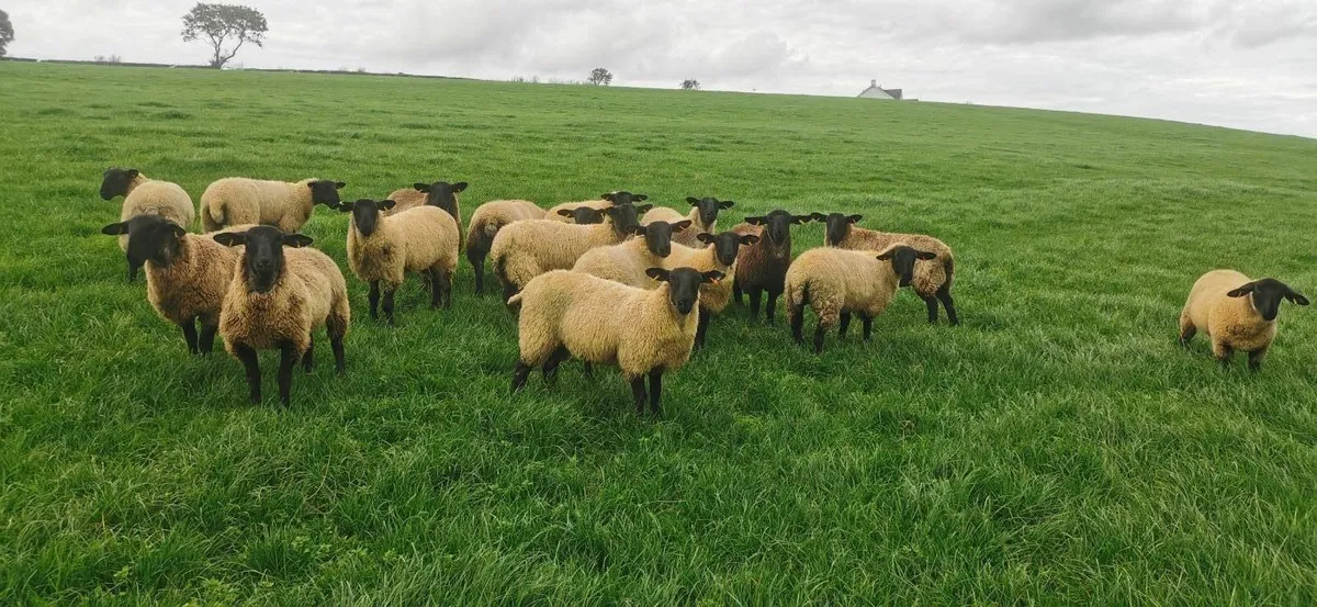 Selection of commercial Ewe lambs - Image 1