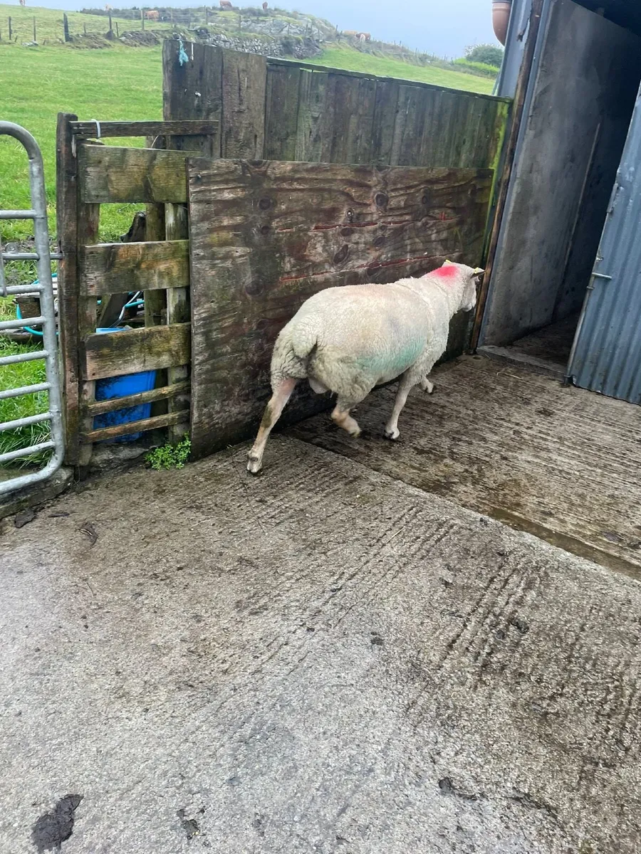 Ram - Image 2