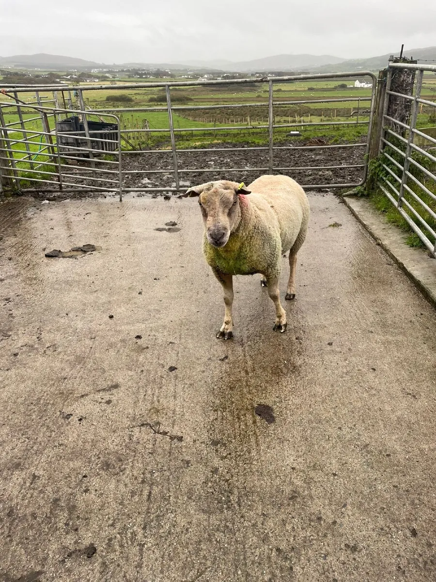 Ram - Image 4