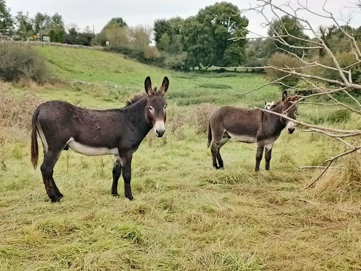 Donkeys