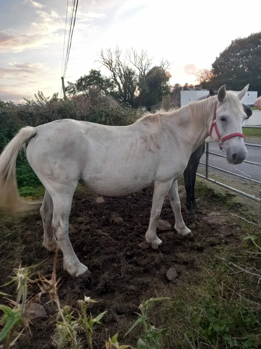 Reg connemara mare and foal - Image 1
