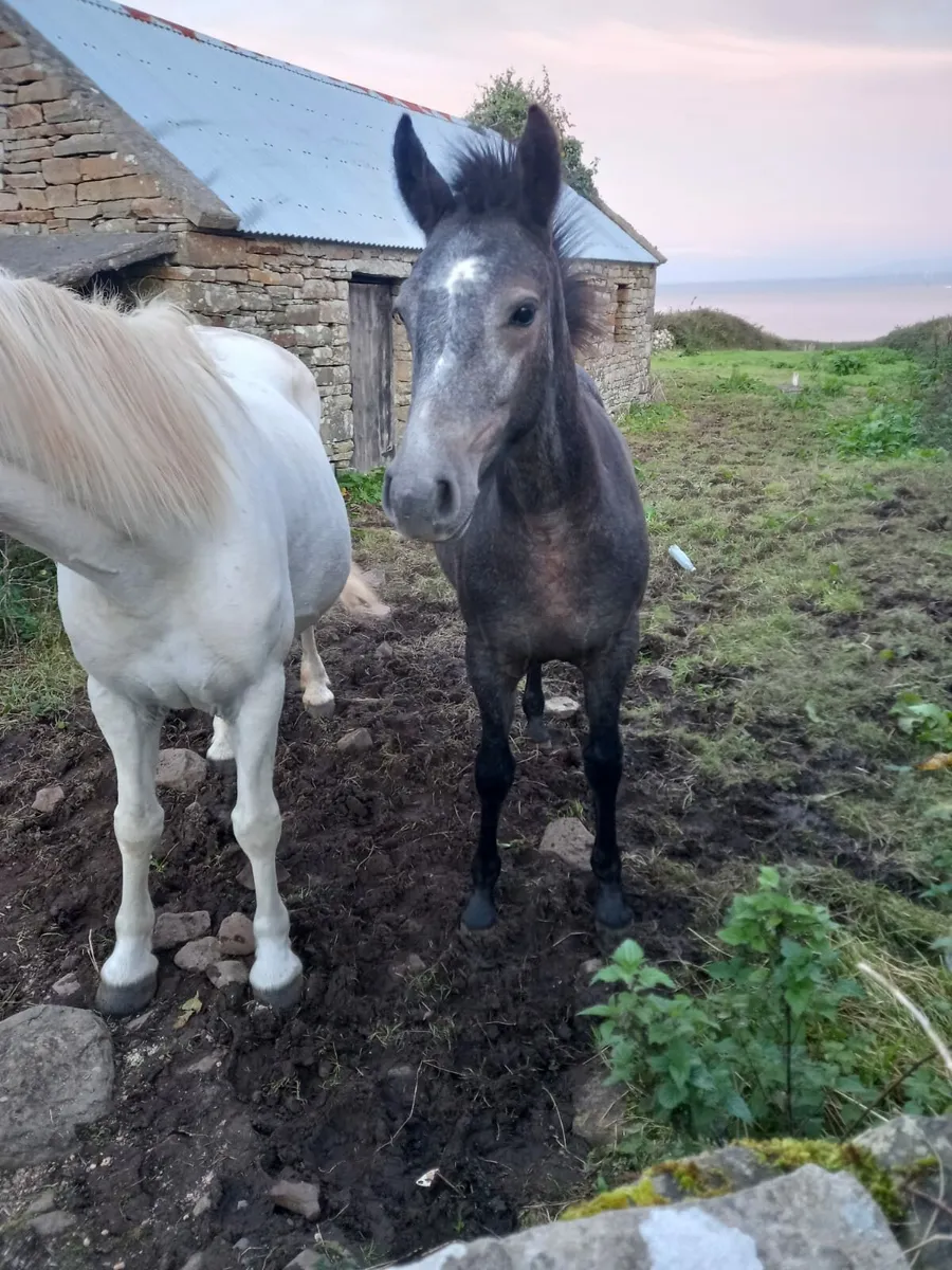 Reg connemara mare and foal - Image 2