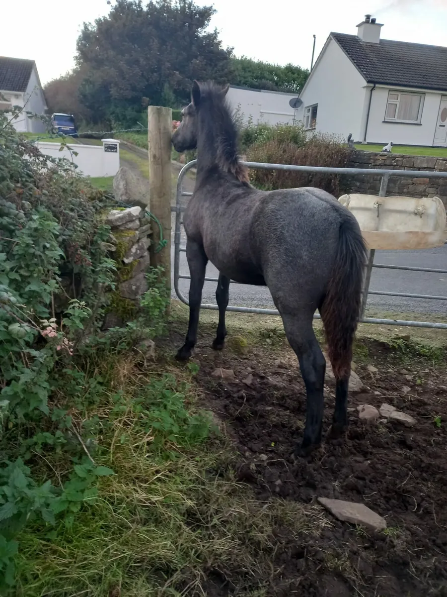 Reg connemara mare and foal - Image 3