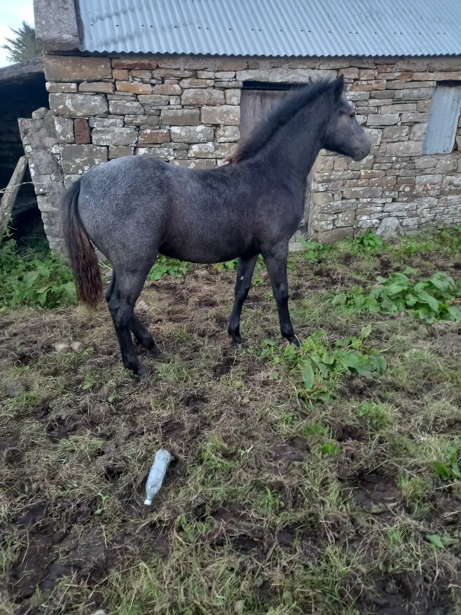Reg connemara mare and foal - Image 4