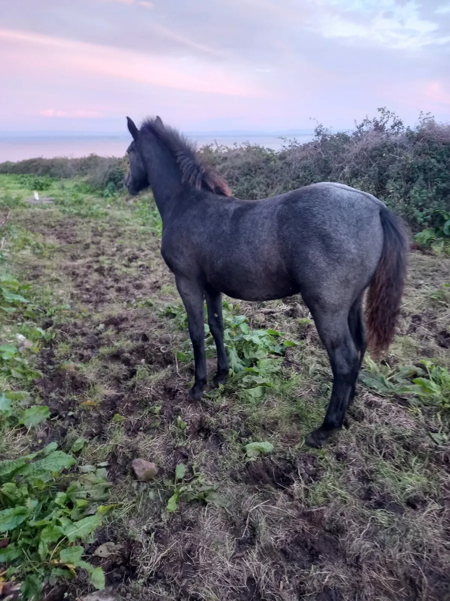 Reg connemara mare and foal - Image 4