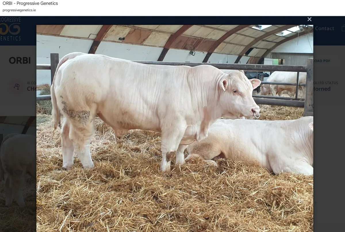 Pedigree Charolais Bull - Image 4