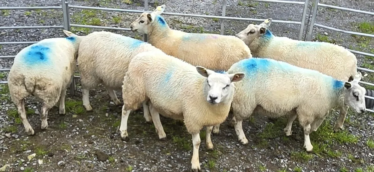 Sheep - Image 2