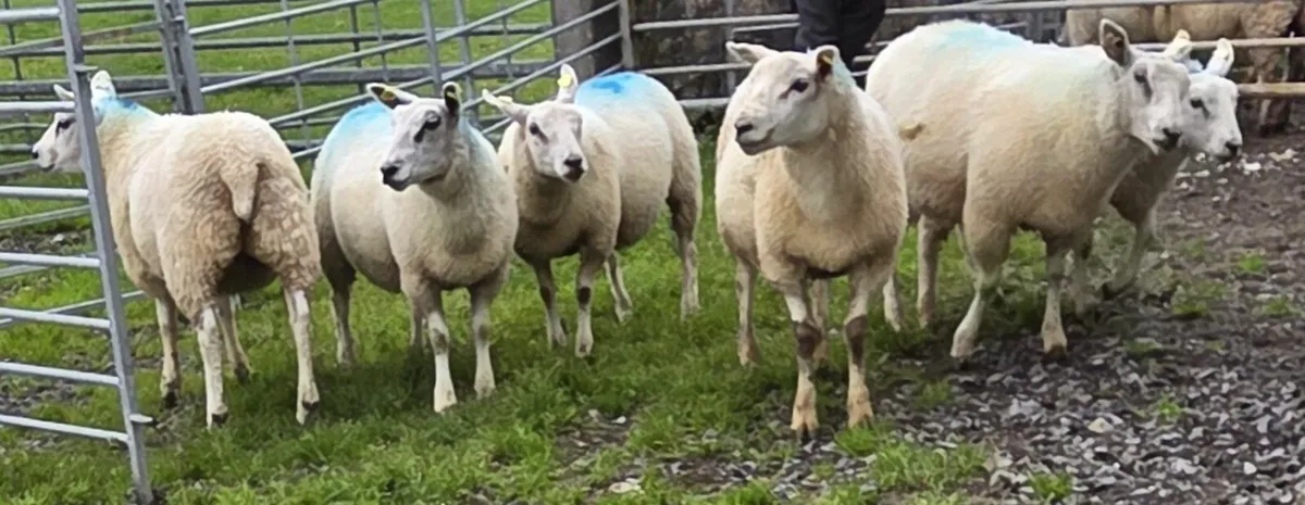 Sheep - Image 1