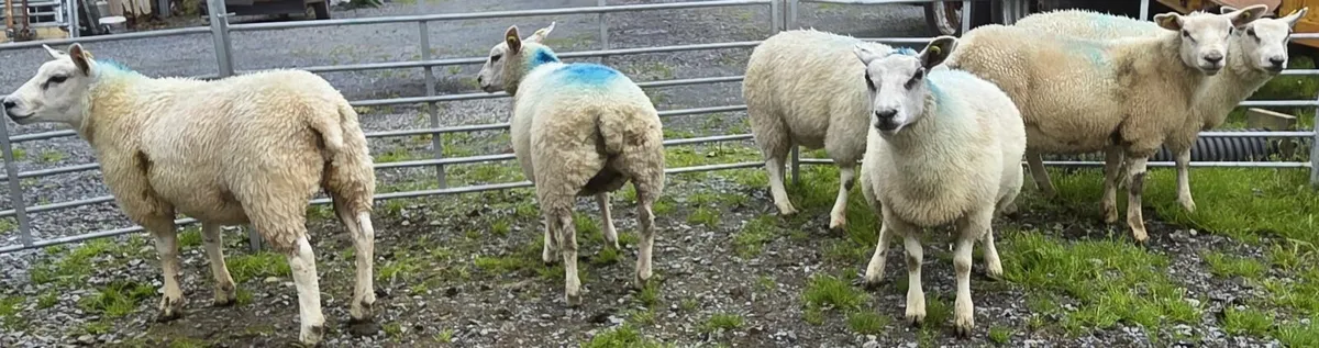 Sheep - Image 3