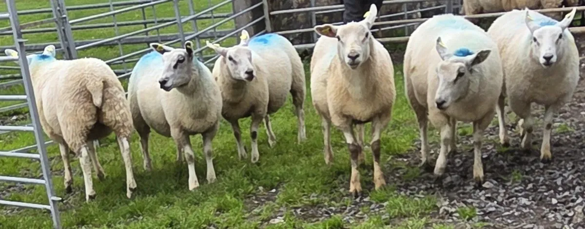 Sheep - Image 4