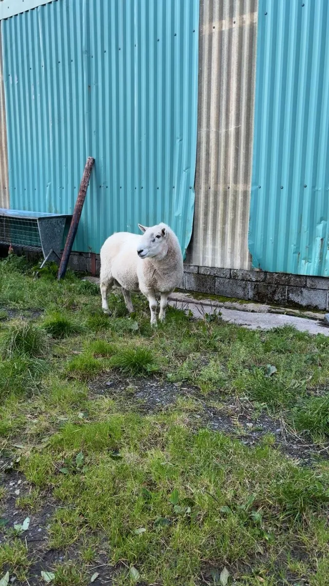 Sheep - Image 1